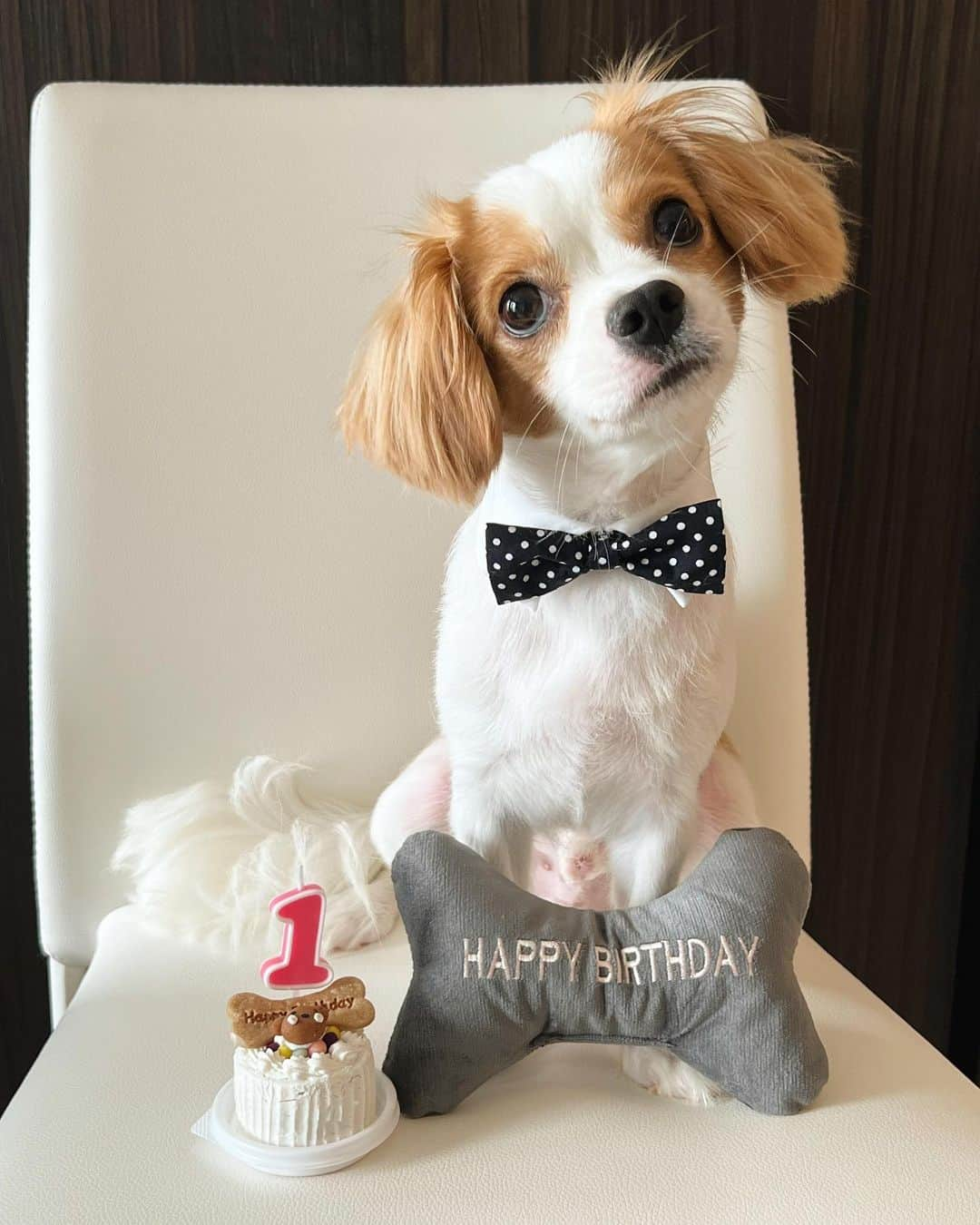 楪望のインスタグラム：「* 我が家のギフト氏🐶 🎊HappyBirthday🎊 今日で1歳になりました🎂  特に大きな病気もすることなく、元気にすくすく育ってくれて嬉しい限りです🌻 成犬と言われる年齢にはなったものの、甘ったれ小僧なのは変わらずですが👶🍼 飼い主としては可愛すぎて親バカに拍車がかかっております🤷‍♀️🩵 癒しと潤いをいつもありがとうね☺︎ これからも元気いっぱい、大きくなるのだぞーーー！🧚‍♀️✨✨ #gift #ギフト #わんこ #犬 #いぬすたぐらむ #dogsofinstagram #dog #誕生日 #happybirthday #1歳 #子犬 #成犬 #キャバチワ #🐶 #🐕 #🎂」