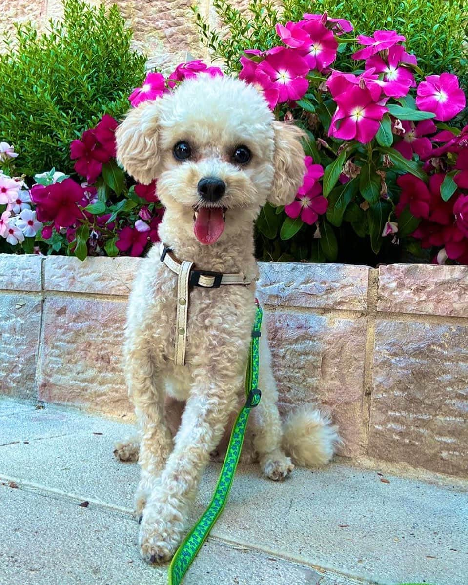 新田朝子のインスタグラム：「Sending a lot of love to dearest my princess, Lulu.  Happy BD💋💋  #toypoodle #tinypoodle #lovedogs  #weekendvibes #athome #withdog   #いぬのいる暮らし #トイプードル #タイニープードル #2歳児 #ぷーどる部 #ふわもこ部ワンコ #プードル好きな人と繋がりたい #いぬすきさんと繋がりたい」