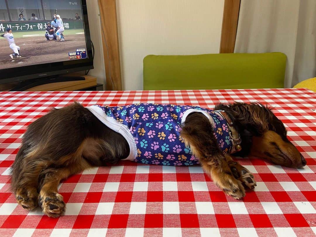 メルロコ一家の楽屋裏さんのインスタグラム写真 - (メルロコ一家の楽屋裏Instagram)「暑い。もう梅雨明けてると思う。#ママの好きな#高校野球の季節#溶ける犬#メルロコ一家の横須賀ストーリー」7月8日 15時43分 - merulocomocodon