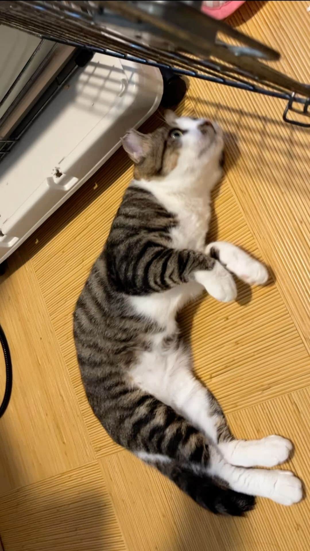 nozomiorideのインスタグラム：「今日の彼  #やり直し🙏 #やっぱりあかんかった😂  #保護猫 #きじしろ#キジシロ#きじしろ男子」