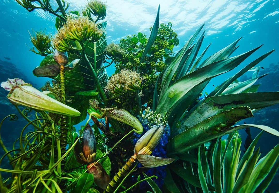 東信さんのインスタグラム写真 - (東信Instagram)「Botanical sculpture × In Bloom project - Sea #3  #azumamakoto #shiinokishunsuke #amkk #botanicalsculpture #inbloom  #sea  #flowerart #東信 #東信花樹研究所 #unexpectedscenery」7月8日 22時07分 - azumamakoto