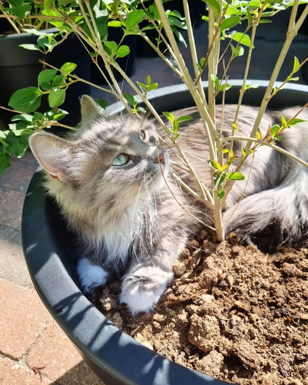 Nila & Miloのインスタグラム：「Today is going to be a sunny day, better find some shade. 😎🌞 #cat #plantlove #shade」