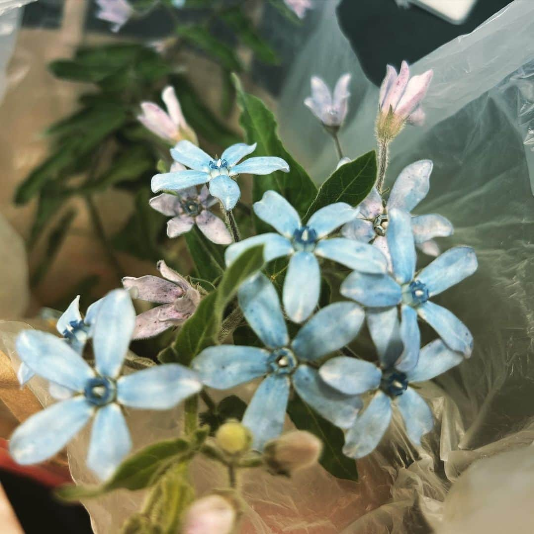 R!Nさんのインスタグラム写真 - (R!NInstagram)「ブルースター。 今の私にぴったりなお花を職場の方からいただきました 暑さに強く、秋まで花を咲かせるそうです 花言葉が素敵で惹かれたお花。 今、我が家でスクスクと育っています。  お花を育てる時、 いつも大切な人を思い浮かべるのですが このお花も思い浮かぶ人がいます。 その人のことを想いながら、大切に育てようと想います。」7月8日 16時41分 - rin_gemie