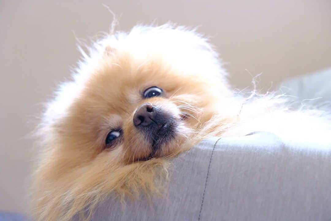 Hanaさんのインスタグラム写真 - (HanaInstagram)「ぽけぇええ〜  人間用に購入したビーズクッション、使わせて貰えない…  #ニトリ#お値段以上  #Pomeranian#japan#doglover#dogs#Kawaii#fluffy#pom#fluffydog#dogsofinstagram#かわいい#cute#cutedog#funny#funnydog」7月8日 16時58分 - mofu2family