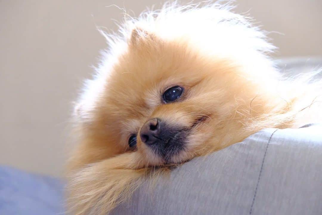 Hanaのインスタグラム：「ぽけぇええ〜  人間用に購入したビーズクッション、使わせて貰えない…  #ニトリ#お値段以上  #Pomeranian#japan#doglover#dogs#Kawaii#fluffy#pom#fluffydog#dogsofinstagram#かわいい#cute#cutedog#funny#funnydog」