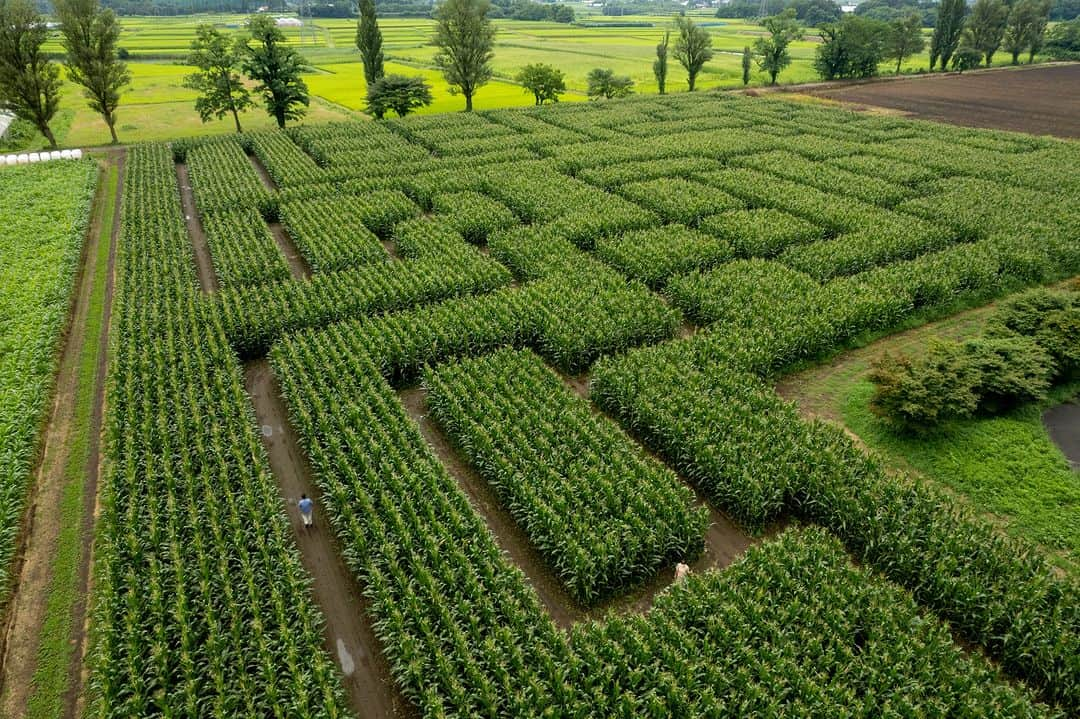 福島県さんのインスタグラム写真 - (福島県Instagram)「【岩瀬牧場トウモロコシ巨大迷路（鏡石町）】  7月15日（土）から始まる、東北最大級のトウモロコシ畑の迷路に挑戦してみてはいかがでしょうか？  鏡石町の岩瀬牧場で、今年もトウモロコシ畑を利用した巨大迷路を開催します。全長2kmの迷路を謎解きしながらゴールを目指していくので、子どもも大人も夢中になって楽しめます。今年は迷路全体を見渡せる高台に加え、絶景のフォトスポットも出現します。  また、トウモロコシ畑がある岩瀬牧場には動物とのふれあいコーナーやバーベキューができるエリアもあるので1日中満喫できます。  ぜひ、夏の思い出に広大なトウモロコシ畑で探検してみてくださいね。  #トウモロコシ #トウモロコシ巨大迷路 #岩瀬牧場 #鏡石町 #県中地方 #中通り #福島県 #kagamiishitown #fukushima #RealizeFukushima #NotADreamFukushima #ひとつひとつ実現するふくしま」7月8日 17時00分 - realize_fukushima