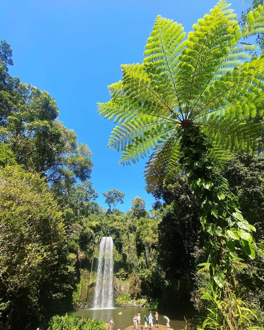 のインスタグラム：「✈️🇦🇺🌴  #millaamillaafalls  #cairns  #ミラミラ滝  #ミラミラの滝  #ケアンズ旅行  #オーストラリア旅行  #世界の絶景」