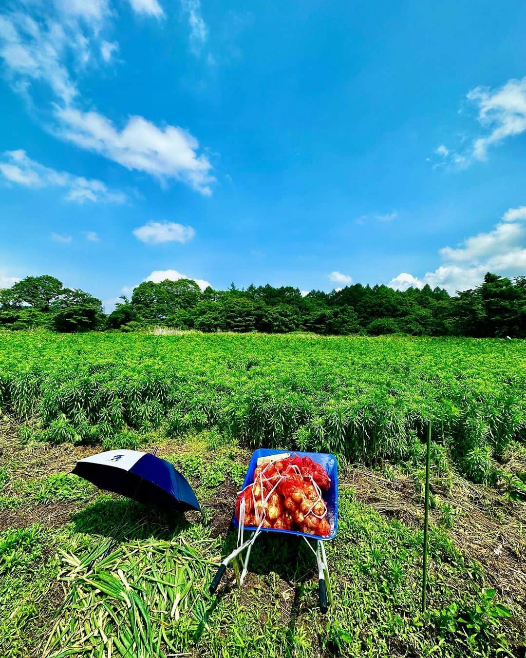 谷川じゅんじさんのインスタグラム写真 - (谷川じゅんじInstagram)「Karuizawa weekend. ゆりっぺ玉ねぎ収穫〜MMop探訪〜haluta karuizawa堪能〜北軽井沢遠山邸訪問。土に触れたり風に吹かれたり森の暮らしに癒されたり。遠山さんの北軽ライフも絶品で。久々の深め半日な軽井沢備忘録。#goodvibesonly #goodneighbors #thisisjapan」7月8日 17時33分 - junjitanigawa