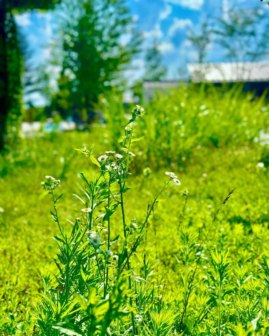 谷川じゅんじさんのインスタグラム写真 - (谷川じゅんじInstagram)「Karuizawa weekend. ゆりっぺ玉ねぎ収穫〜MMop探訪〜haluta karuizawa堪能〜北軽井沢遠山邸訪問。土に触れたり風に吹かれたり森の暮らしに癒されたり。遠山さんの北軽ライフも絶品で。久々の深め半日な軽井沢備忘録。#goodvibesonly #goodneighbors #thisisjapan」7月8日 17時33分 - junjitanigawa