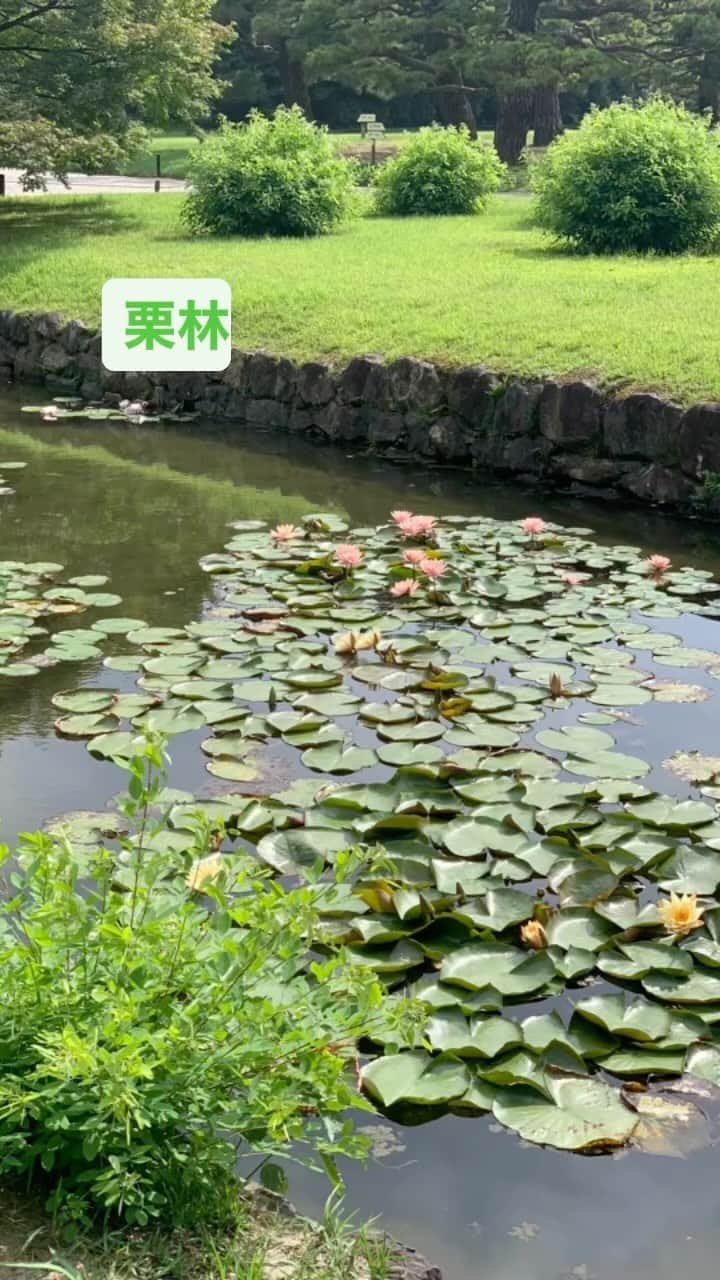 佐藤康恵のインスタグラム：「栗林公園…香川県高松市に所在し、国の特別名勝に指定された回遊式大名庭園(^^) 美しくて落ち着いた場所でした🌿」