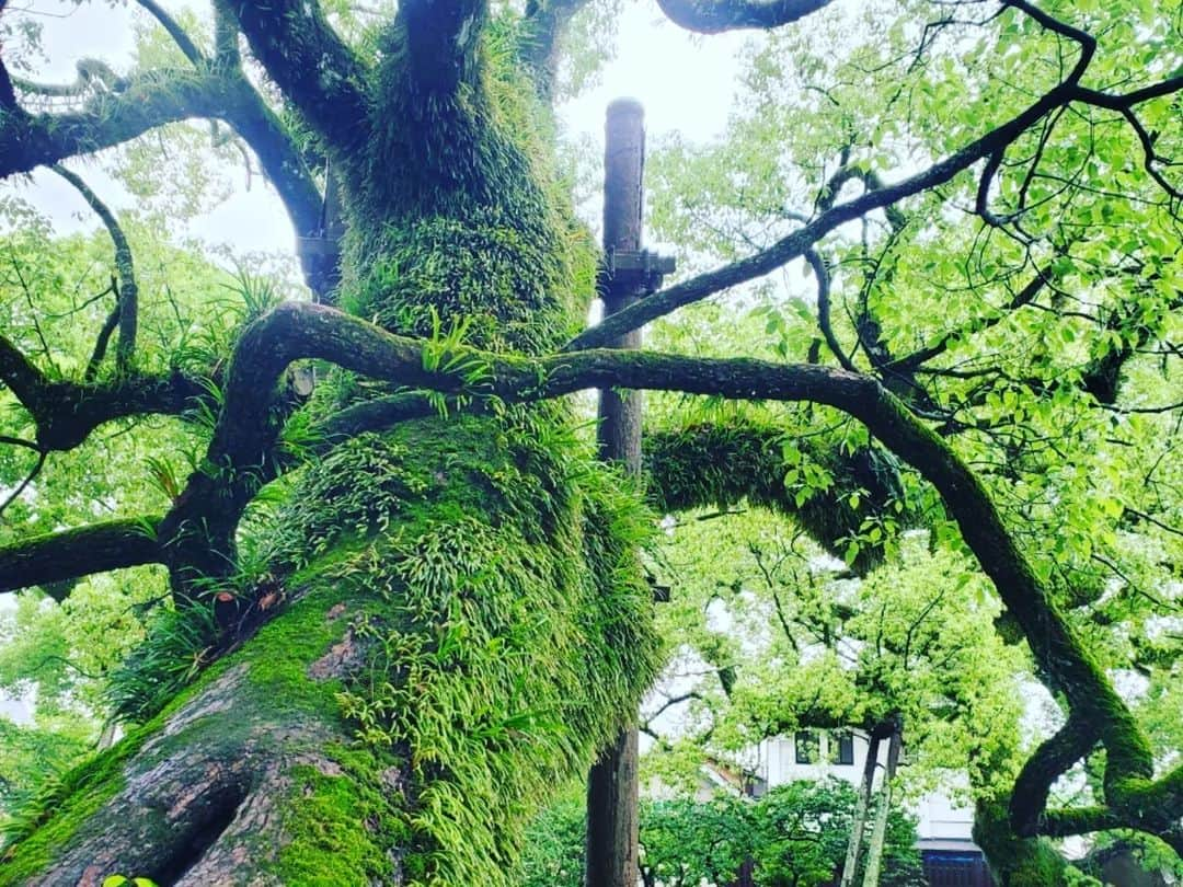 西真理子さんのインスタグラム写真 - (西真理子Instagram)「⛩太宰府天満宮⛩  ラーメン後太宰府へ！向かってる途中大雨😨参道途中雨宿りしながら向かい着く頃には雨も小雨に✨  何も調べずいったのでスポット抑えてなかったけど、楼門、太鼓橋、そして御本殿は新しくなったみたいで木が生えてた‼️とても綺麗でパワーを感じました😊樟若葉には苔が生えていて生命力を感じたなぁ✨ 心の中でトトロの曲が流れてましたw　御神牛もしっかりなでなでしてきました😁  丁度10年前位に一人できた事があったけどまさか家族で来れるなんて感慨深い。 3つの橋は過去、現在、未来を表す橋なんだって！未来の力をもらってこれからに備える事ができました🤭 駅も素敵🏵電車も好きな息子は色んな色の電車を見て大満足💓 初めてベビーカーなしで電車乗ったけどとってもお利口さんにしてそのまま寝落ち🤭パパも一緒にねw 一人で沢山歩いてよく頑張りました❤因みにお守りは2万円分近く買いました😂効きますように☘  #太宰府天満宮 #福岡 #弾丸 #子連れ旅行 #パワースポット #皆丑年 #おみくじ  #ここ数年 #末吉 #大吉引きたい」7月8日 18時35分 - mari.nishi.7