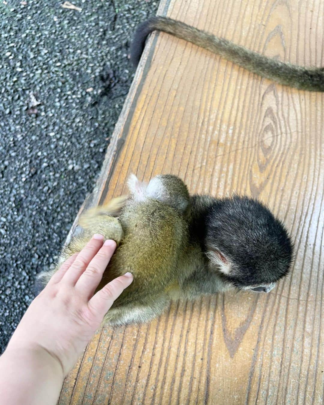 阪井あゆみさんのインスタグラム写真 - (阪井あゆみInstagram)「リスザルさんの住むやいま村にお邪魔しました🐿️🤍ぴょんぴょんと飛び跳ねる姿や、食べ物を探す仕草赤ちゃんを抱っこしている親子も見れました☺️こっちからの抱っこはダメだけど、ごはんをあげるとみんな飛び乗ってきましたよ🐿️💚 子供達も怖がることなく、よく観察してたように見えました😌  暑い日が続きます。 水分補給をしっかりと、熱中症などお体に気をつけて過ごしてくださいね🫶🏻  #石垣島　#やいま村　#りすざる」7月8日 19時09分 - ayumisakai0121