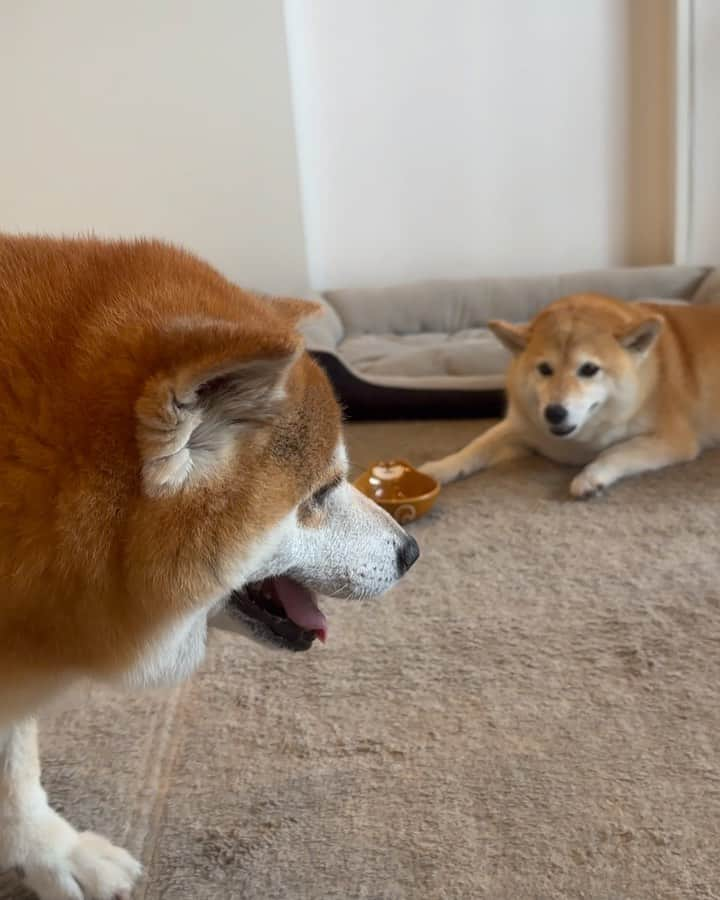 shibainu berryのインスタグラム：「#🐻🆚🦊 Berry aims at the milk which Muku drank😎🥛 散歩後にミルク(犬用)を飲んでたむくみ🥛 お皿を狙うおやじ😅 そしておもちゃに八つ当たり😂 (おやじはすでに飲み終わってます) むくみもミルク大好きやから残ってないよー！ #犬の脾臓腫瘍 #犬の腫瘍摘出手術 #僧帽弁閉鎖不全症 #僧帽弁閉鎖不全症の犬 #僧帽弁閉鎖不全症手術済 #僧帽弁閉鎖不全症克服 #柴犬 #柴 #べりやん #べりむく #多頭飼い #徳島 #berry #shiba #shibainu  #shibainumania #ぷにっと部 #口角キュキュッと部 #チーム俺様 →部員絶賛募集中 #shiba_snap #proudshibas #instagramjapan #ふわもこ部 #pecoいぬ部 #pecotv #9gag @9gag @barked」