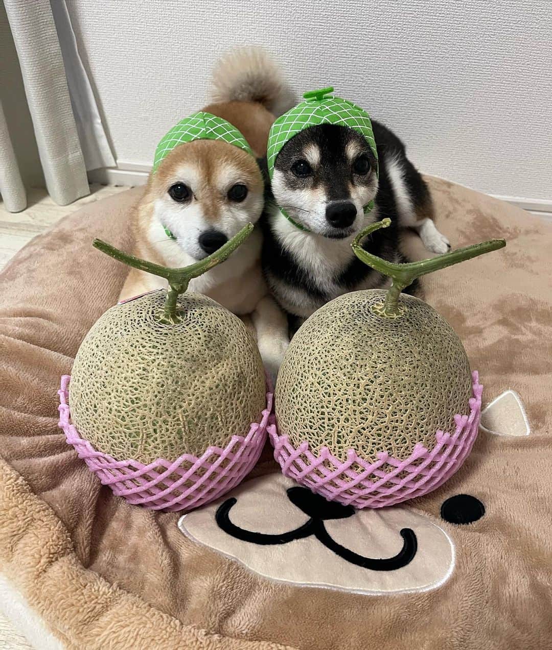 豆柴なつ&ふゆのインスタグラム：「Melon🍈 メロン貰った〜🍈😋❤️  #メロン #熊本県産 #melon #甘い #kumamoto    #dog  #いぬのいる暮らし #イヌスタグラム  #しばいぬ部   #shibaaddict #柴 #しばいぬ #シバフル #わんダフォ #shibamania  #柴犬ライフ #shiba_snap  #instashiba#cutedogs  #柴犬#shiba #shibainu #shibastagram #いぬすたぐらむ #pecoいぬ部 #shibainumag_feature #dogoftheday  #🐕📷 #theshibasociety  #proudshibas」