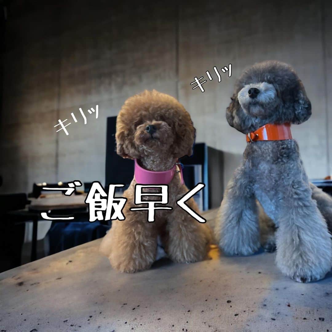 のインスタグラム：「【an体温は平常！今晩では無いみたい】#uno1ワンチャンネル #トイプードル生活 #宇野昌磨 #宇野樹 #いぬとの暮らし #フィギュアスケート https://youtu.be/2IoH5SQ0vHM」
