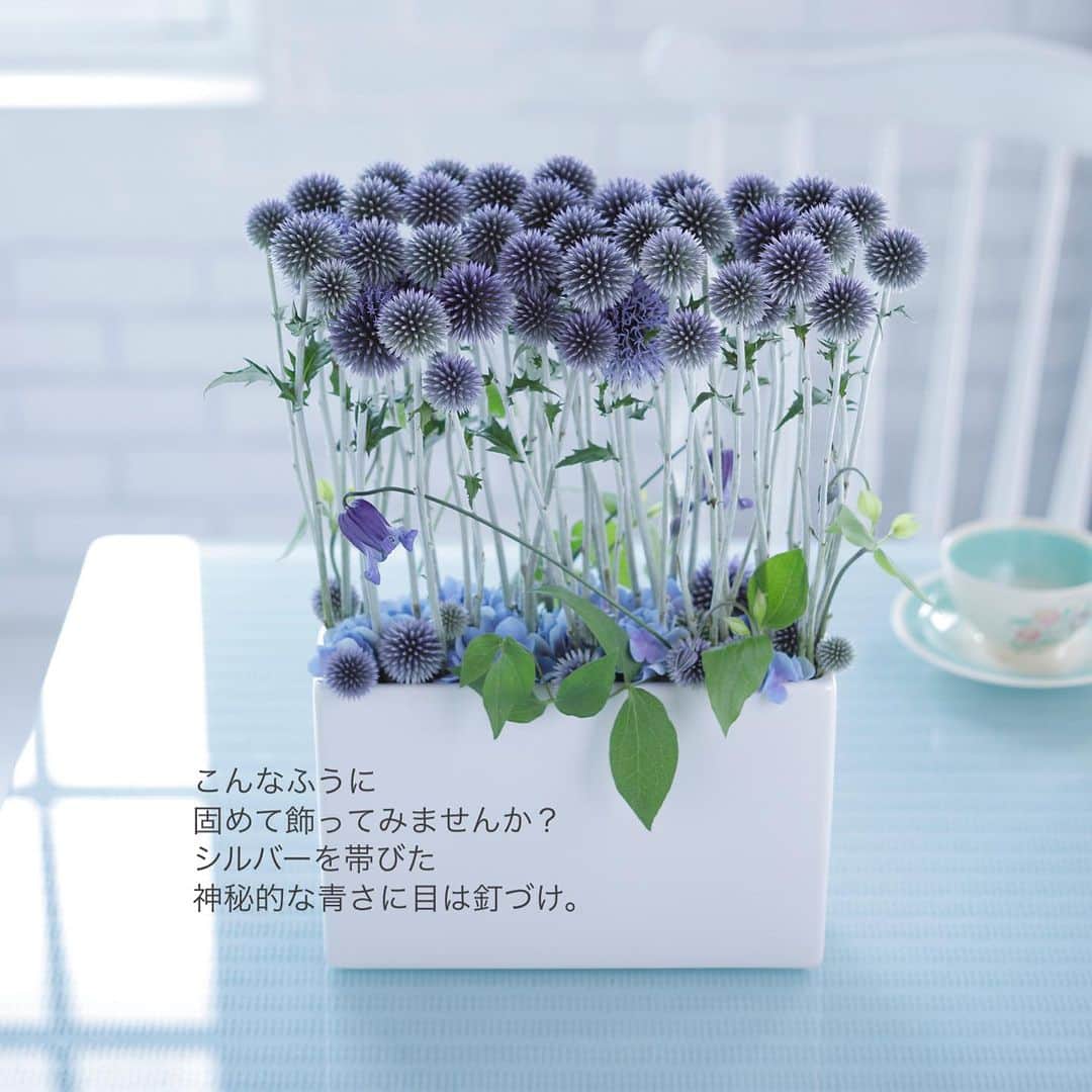 雑誌『花時間』さんのインスタグラム写真 - (雑誌『花時間』Instagram)「ルリタマアザミの季節がやってきましたね！  花時間（@hanajikan_magazine）です。  まっすぐ伸びた茎先に  まんまるの青い花  ひとつひとつが、宇宙から見た青い地球のようだと思ってしまいます。  かわいい→触りたい→ちくっとする→あっ、でも、また触りたい？  こんな気持ちにもなるって、ハリネズミ🦔にも似ている？（笑）  いまだけのお花。8月には、なくなるので、お花屋さんへダッシュ🏃‍♀️ですよー！  固めていけてよし、グリーンのなかに散らしてよし。  どうやっても、かわいいルリタマアザミですが、この青さを堪能するには、鮮度が肝心ですよ。  つんつんした針のような部分のひとつずつが、じつは花で、飾っているうちに、先端がパカっと開いて、全体が白っぽくなります。  なので、摘みたての花ほど、青いんです。　　  お花屋さんで見かけたら、じっくり観察して選んでね！  では、本日も元気smileで素敵な休日をお過ごしください。大雨に見舞われている地方の皆さま、くれぐれもお気をつけてくださいね。 byピーターパン  花　@f.a_apartment  写真　@tanabe32   【花時間ニュース】 💜『花時間』から、花の定期便がスタートしました🥰　世界でここだけのバラと旬花が届く嬉しいサービスです💕  💜『花時間2023春夏』〈春のピンク！夏のブルー！〉大好評発売中！  💜『花と短歌でめぐる 二十四節気 花のこよみ』大好評発売中  すべて @hanajikan_magazine のプロフィールのリンクから飛べます✈️  『花時間』本誌や書籍は全国の書店、ネット書店でも発売中✨  #花時間 #フラワーアレンジ #花が好き #ルリタマアザミ #るりたまあざみ  #青い花 #癒やしの時間  #blueflowers  #花が好きな人と繋がりたい #花を飾る #花を飾る生活 #花屋さんへ行こう」7月9日 6時19分 - hanajikan_magazine