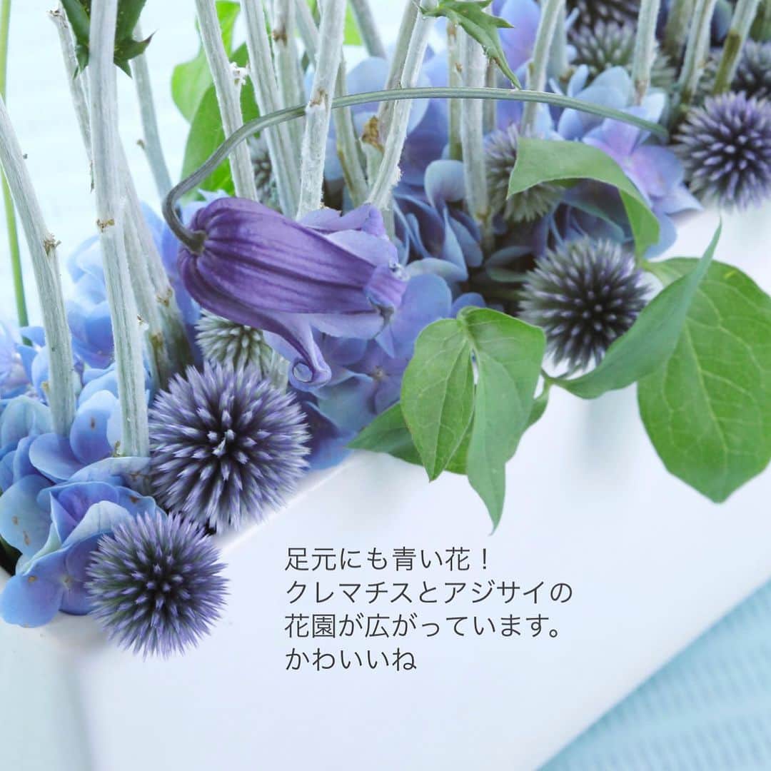 雑誌『花時間』さんのインスタグラム写真 - (雑誌『花時間』Instagram)「ルリタマアザミの季節がやってきましたね！  花時間（@hanajikan_magazine）です。  まっすぐ伸びた茎先に  まんまるの青い花  ひとつひとつが、宇宙から見た青い地球のようだと思ってしまいます。  かわいい→触りたい→ちくっとする→あっ、でも、また触りたい？  こんな気持ちにもなるって、ハリネズミ🦔にも似ている？（笑）  いまだけのお花。8月には、なくなるので、お花屋さんへダッシュ🏃‍♀️ですよー！  固めていけてよし、グリーンのなかに散らしてよし。  どうやっても、かわいいルリタマアザミですが、この青さを堪能するには、鮮度が肝心ですよ。  つんつんした針のような部分のひとつずつが、じつは花で、飾っているうちに、先端がパカっと開いて、全体が白っぽくなります。  なので、摘みたての花ほど、青いんです。　　  お花屋さんで見かけたら、じっくり観察して選んでね！  では、本日も元気smileで素敵な休日をお過ごしください。大雨に見舞われている地方の皆さま、くれぐれもお気をつけてくださいね。 byピーターパン  花　@f.a_apartment  写真　@tanabe32   【花時間ニュース】 💜『花時間』から、花の定期便がスタートしました🥰　世界でここだけのバラと旬花が届く嬉しいサービスです💕  💜『花時間2023春夏』〈春のピンク！夏のブルー！〉大好評発売中！  💜『花と短歌でめぐる 二十四節気 花のこよみ』大好評発売中  すべて @hanajikan_magazine のプロフィールのリンクから飛べます✈️  『花時間』本誌や書籍は全国の書店、ネット書店でも発売中✨  #花時間 #フラワーアレンジ #花が好き #ルリタマアザミ #るりたまあざみ  #青い花 #癒やしの時間  #blueflowers  #花が好きな人と繋がりたい #花を飾る #花を飾る生活 #花屋さんへ行こう」7月9日 6時19分 - hanajikan_magazine