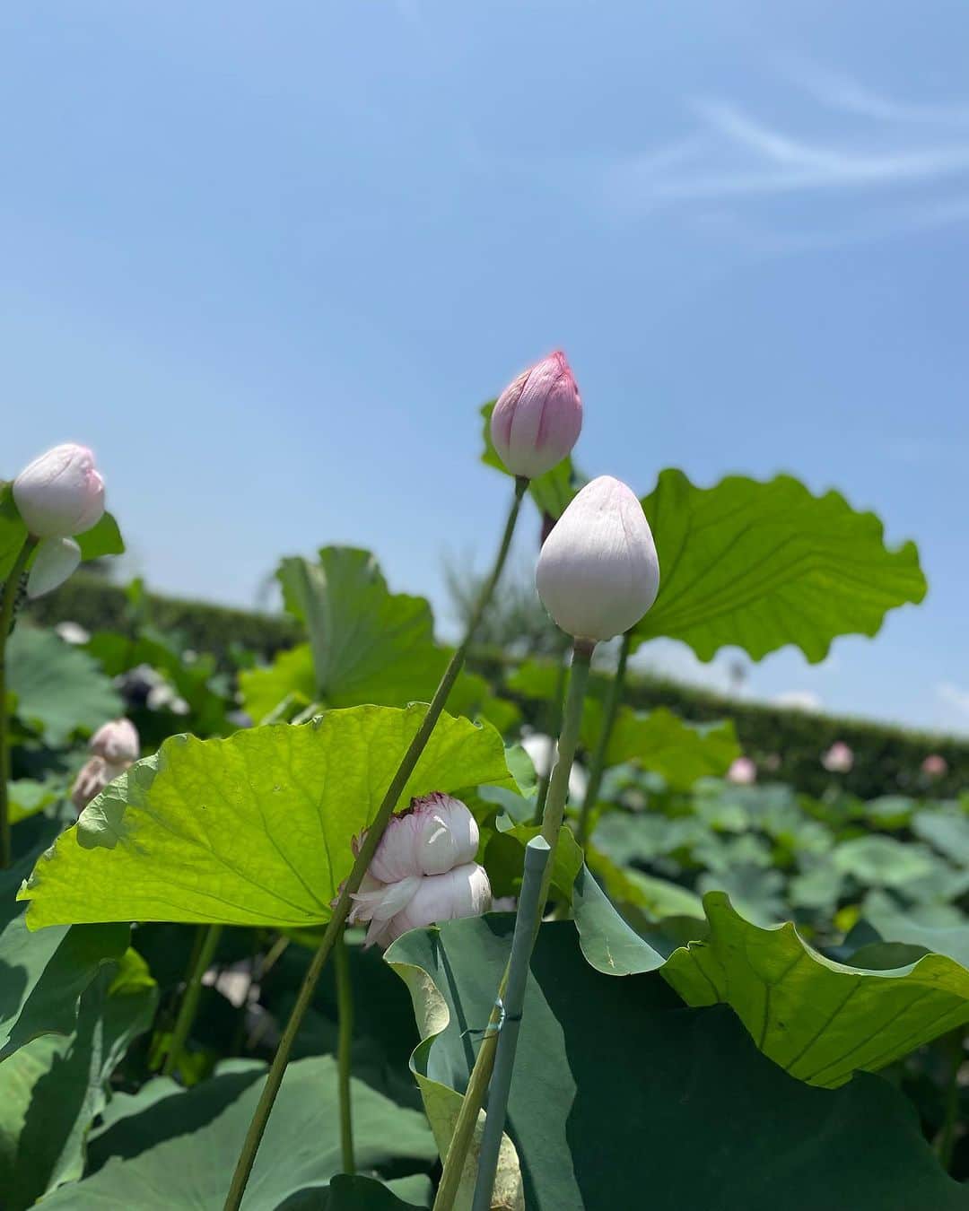 森田理香子さんのインスタグラム写真 - (森田理香子Instagram)「． ． トトロの傘みたいやん🤍 顔よりでかい葉🍃  いろんな植物があって新鮮やった また行きたいなっ🚶‍♀️  #好きな場所が増えていく#パワースポット #綺麗#癒し#お花#植物たち#年齢層高め」7月8日 22時17分 - 1_rikako