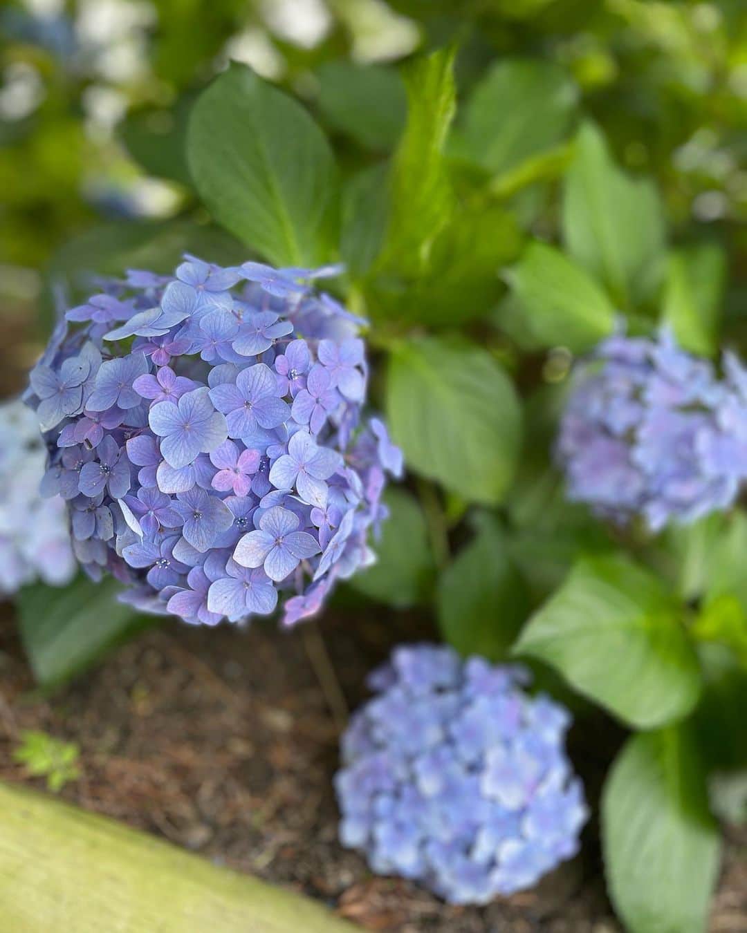 森田理香子さんのインスタグラム写真 - (森田理香子Instagram)「． ． トトロの傘みたいやん🤍 顔よりでかい葉🍃  いろんな植物があって新鮮やった また行きたいなっ🚶‍♀️  #好きな場所が増えていく#パワースポット #綺麗#癒し#お花#植物たち#年齢層高め」7月8日 22時17分 - 1_rikako
