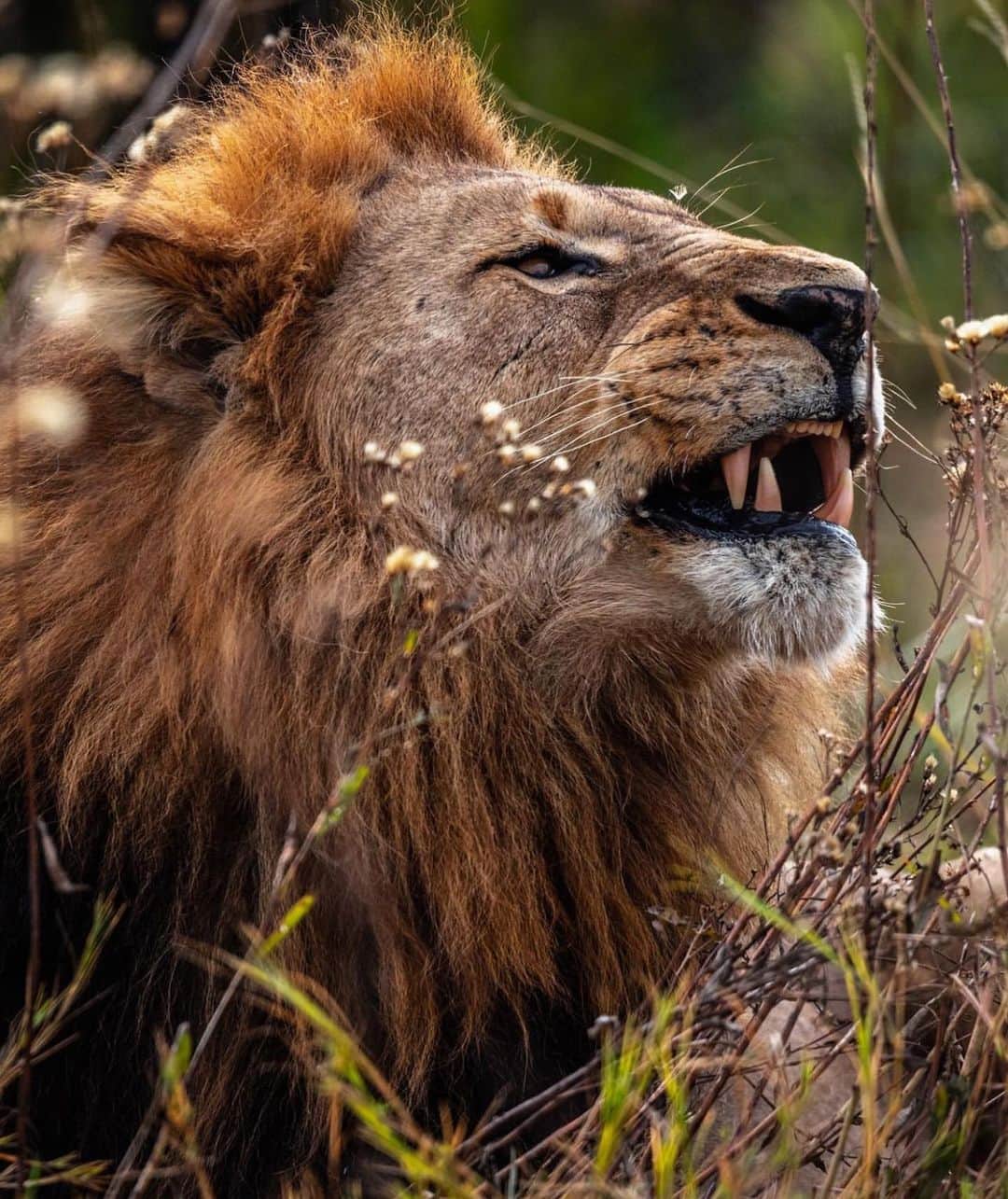 Black Jaguar-White Tiger さんのインスタグラム写真 - (Black Jaguar-White Tiger Instagram)「When a Lion roars, God smiles up in Heaven… Pic by @valentinpacaut」7月8日 22時50分 - blackjaguarwhitetiger
