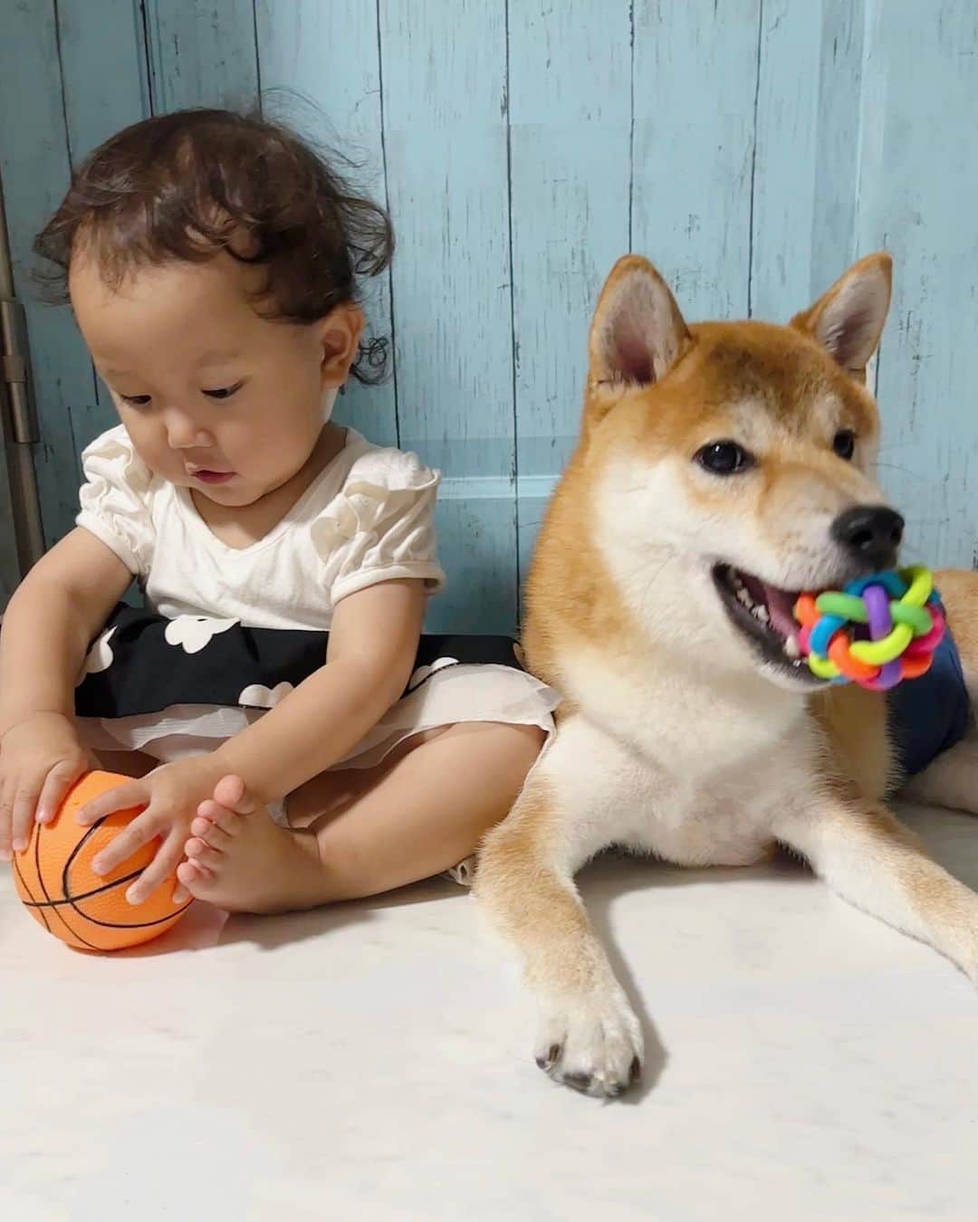 T&P Brothersのインスタグラム：「それぞれ遊んでいたと思ったら😂 トキのおもちゃが欲しくなってニナが奪った。笑 と思ったら自分のボールと交換🏀 写真は撮れなかったんですが、その後も続いてトキのお気に入りボールを返却、自分のボールでまた遊んだら今度はトキがニナのボールを欲しがる😂 このふたり見てると飽きません。笑  #shiba #dog #柴 #柴犬 #toki #トキ #柴パグ #시바」