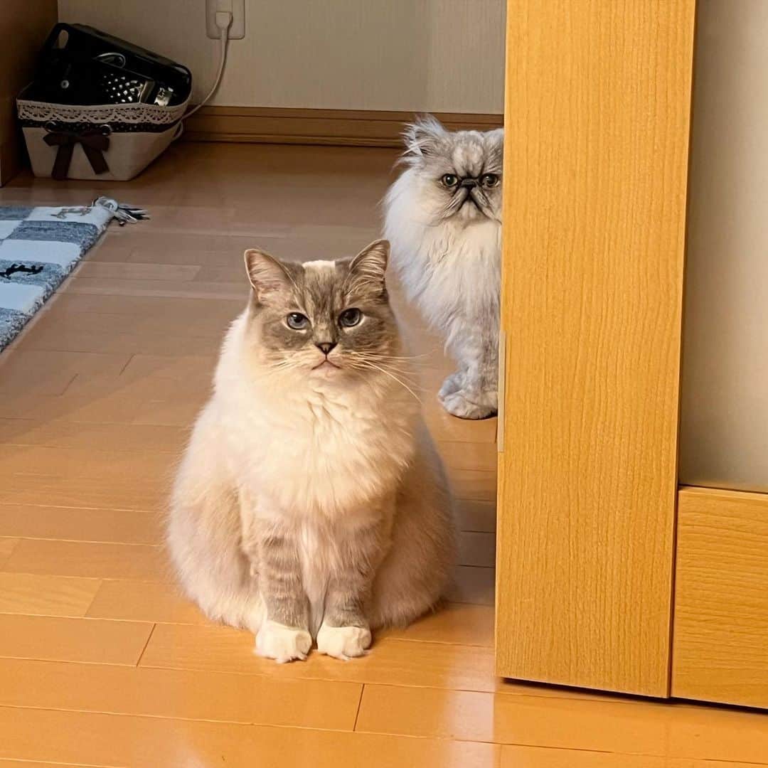 しるこのインスタグラム
