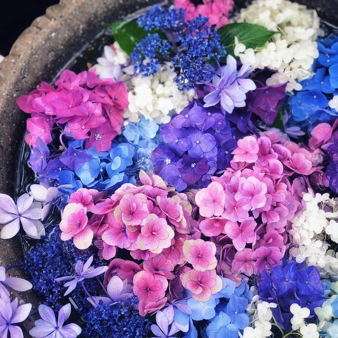 わっち☆ wacchiさんのインスタグラム写真 - (わっち☆ wacchiInstagram)「*あといくつ心臓があれば　 君にこの気持ちを 過不足なく僕は伝えられるのだろう  #紫陽花 #hydrangea  #ザ花部 #花 #flowers #青 #blue #iPhonex #iphonegraphy #iphoneonly #mwjp #instagramjapan #igers #igersjp #shootermag #shootermag_japan #ig_photooftheday #hueart_life #reco_ig #vscocam #vsco #vscogood_ #indies_gram」7月8日 23時59分 - 2b1yro_