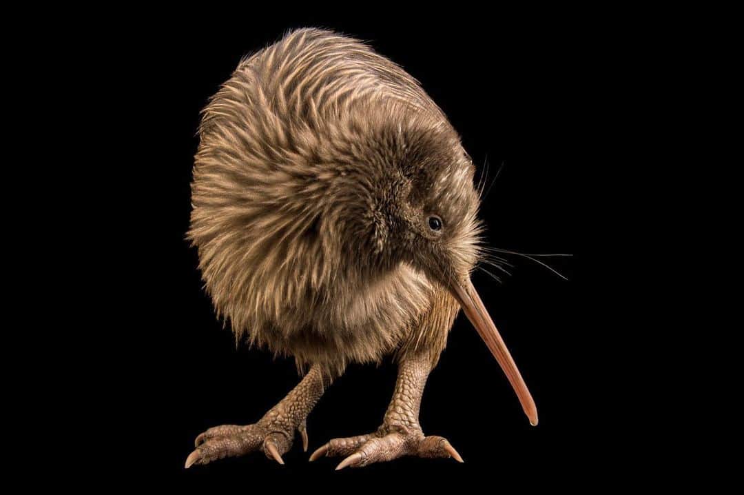 Joel Sartoreさんのインスタグラム写真 - (Joel SartoreInstagram)「Small, flightless birds related to emus and ostriches, kiwis are known for their remarkable noses. They have nostrils on the tips of their beaks that they use to sniff out prey, such as earthworms, buried in the ground. However, there’s more to these unique birds than meets the eye - females lay one massive egg that constitutes about 15 percent of their body weight; the second largest egg for body size of any bird. Photo taken @west_coast_wildlife_centre.   #kiwi #bird #animal #wildlife #photography #animalphotography #wildlifephotography #studioportrait #PhotoArk @insidenatgeo」7月9日 0時10分 - joelsartore