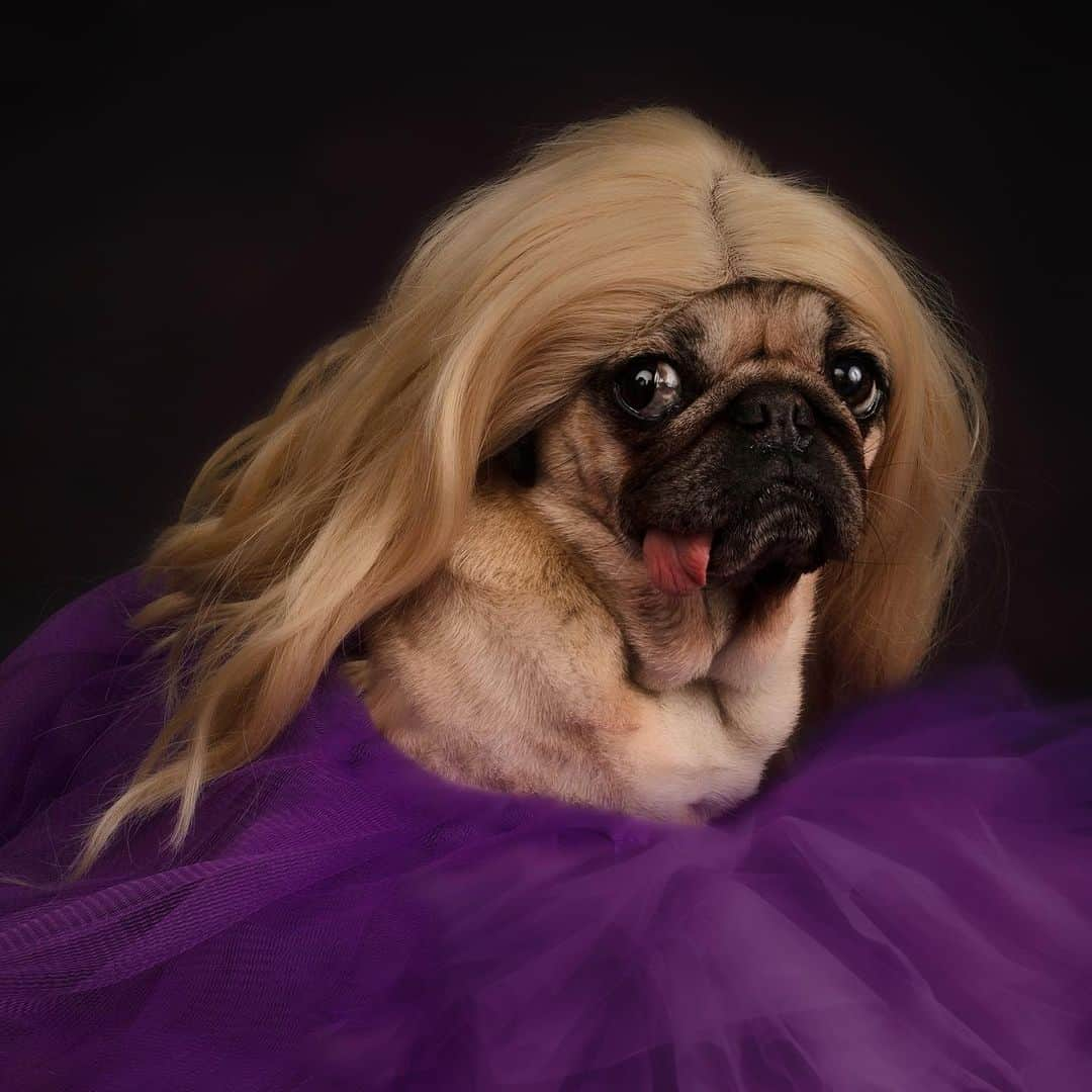 itsdougthepugさんのインスタグラム写真 - (itsdougthepugInstagram)「Bark Now (Doug’s Version) 💜✨  @taylorswift @taylornation   #taylorswift #taylornation #speaknow #speaknowtaylorsversion #erastour」7月9日 0時21分 - itsdougthepug