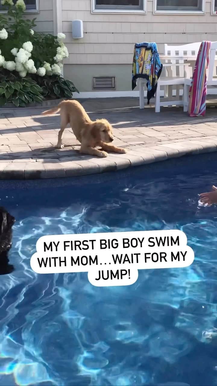 DogsOf Instagramのインスタグラム：「So stinkin’ proud @hudsonbegood 🥹💙 Anyone else cooling off in the pool this weekend?  .  . .  #puppygram #puppysfirstswim #swimmingdog #pooldog #waterdog #dogsofinstagram #goldengram #floppypuppy #dailyfluff」