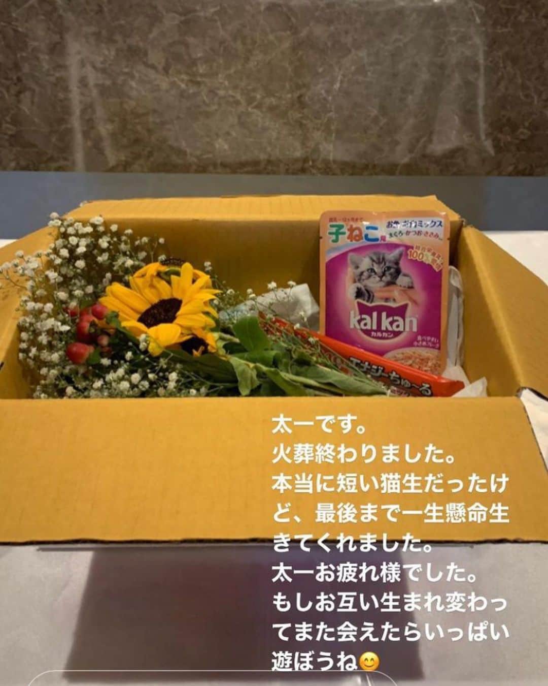 柴犬はなこ Shibainu Hanakoのインスタグラム：「我が家のお猫様の里親様に会いに行く途中、道路で轢かれていた黒い子猫がいました。 先導していた#のりねこ柳川 の代表さんが、車を寄せてその子を保護し私達を案内した後、その子は息があったようで、車に轢かれたにもかかわらず懸命にのりねこさんや獣医師さんと共に生きようと頑張っていました。  仔猫らしく遊ぶくらいまで回復したように見えたけど願いは叶わなかった。 私には何もできなかった。けど、その事をお知らせすることはできる。 どうかこの団体様の活動にご支援をお願いします。  その子の名前は太一くん。 怪我が治ったらうちで預かりたいと思っていたけど、叶わなかった。 私にできることはこんな事くらい。  あぁ、太一くんと保護猫生活してみたかったなぁ。どうか、この世の人間には愛ってもんがあるんだと、せめて最後に知ってて欲しいなぁ。」