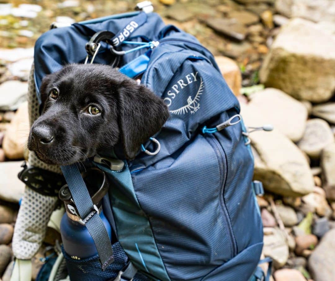 のインスタグラム：「Carrying you through the dog days of summer 🎾🐾  #OspreyPacks | Featured pack from the Stratos/Sirrus Series」