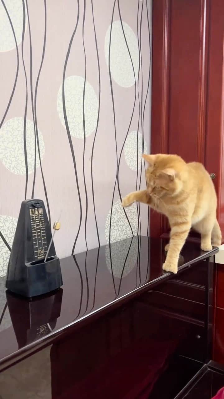 Cute Pets Dogs Catsのインスタグラム