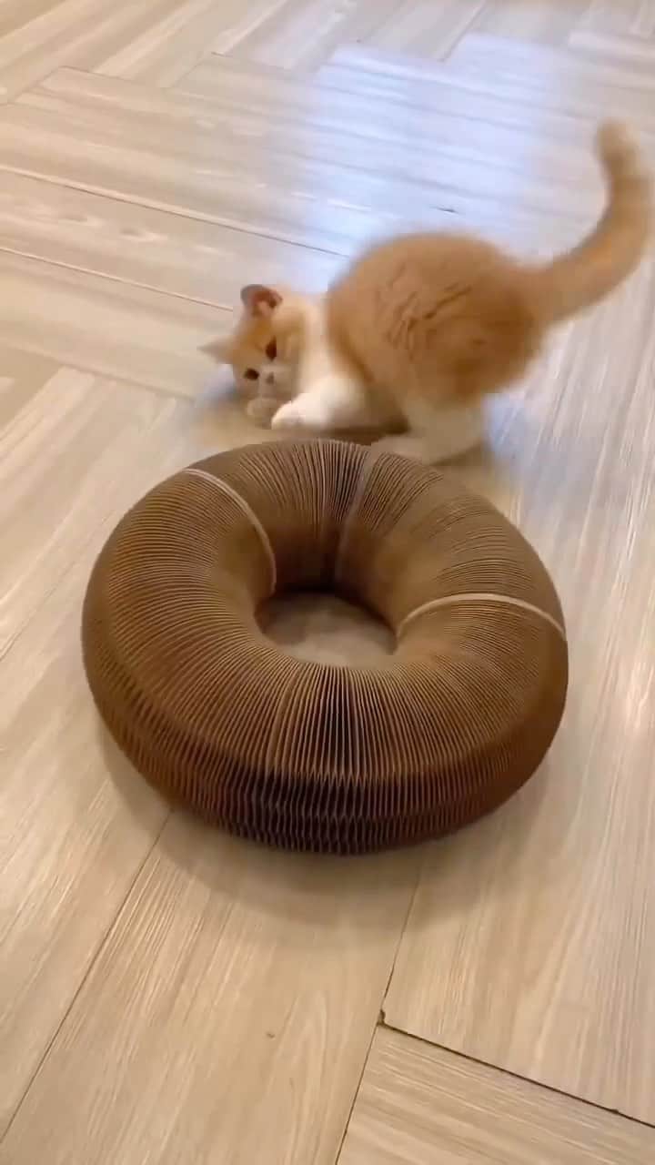 Cute Pets Dogs Catsのインスタグラム：「The ultimate feline toy that takes playtime to new heights!  Get one for your baby.  Link in our Bio @kittens_of_world 25% Off Today! 🎉  You can find all additional information on our 9Lives store.  #cats #kittens #toys #pets」