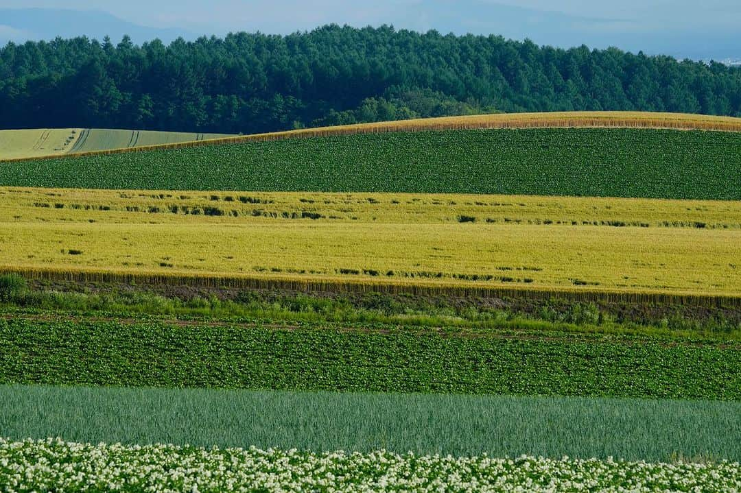 Michael Yamashitaさんのインスタグラム写真 - (Michael YamashitaInstagram)「Farmers  art:  Hokkaido farmers plant their fields with an artists eye. Rows of wheat, barley, beats, soy and potatoes  Interspersed with artistically placed trees cover rolling hills in layered patterns. #hokkaido #hokkaidosgram #hokkaidofarmer」7月9日 4時39分 - yamashitaphoto