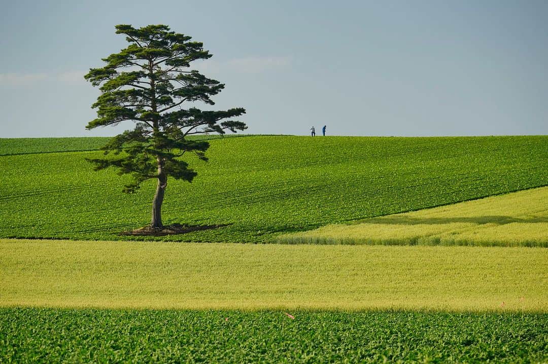 Michael Yamashitaのインスタグラム：「Farmers  art:  Hokkaido farmers plant their fields with an artists eye. Rows of wheat, barley, beats, soy and potatoes  Interspersed with artistically placed trees cover rolling hills in layered patterns. #hokkaido #hokkaidosgram #hokkaidofarmer」