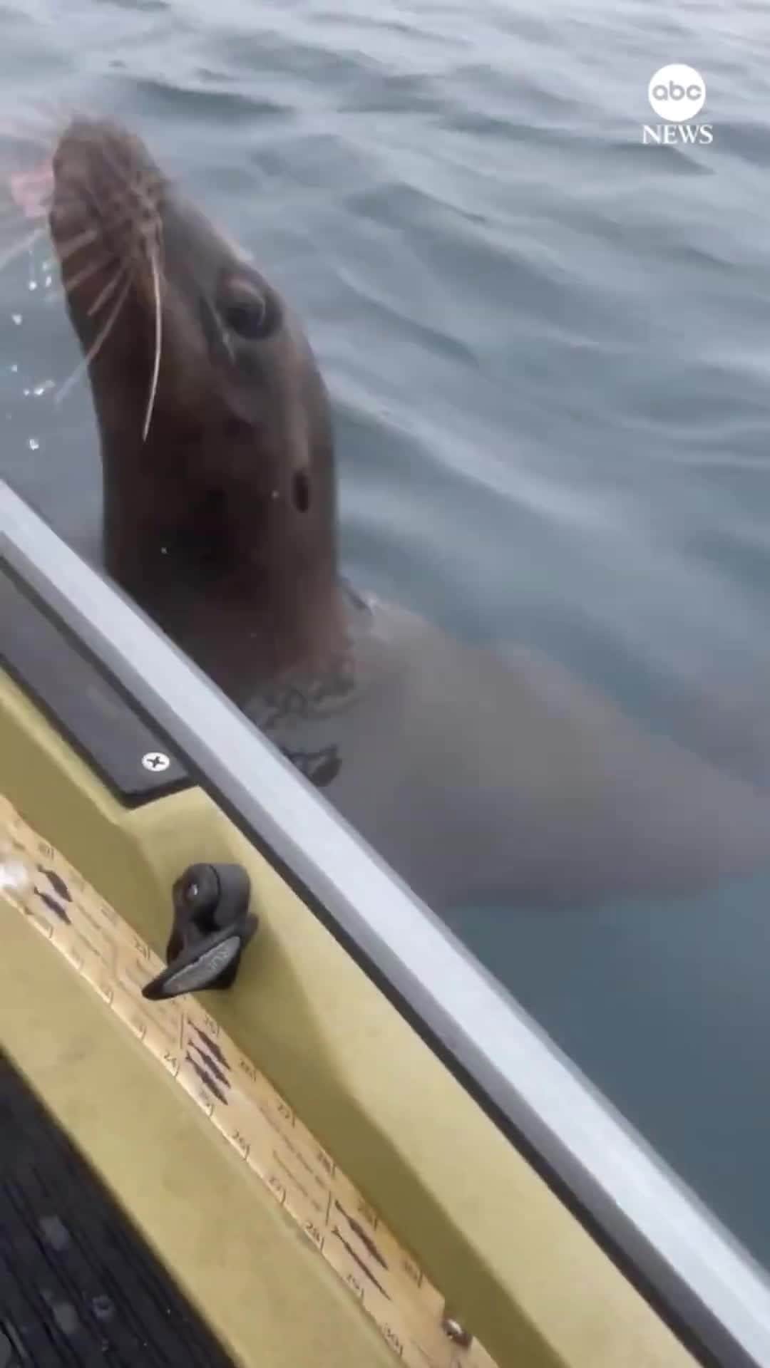ABC Newsのインスタグラム：「FISH THIEF: A sea lion leaped into a fisherman's kayak in California looking for fish before swimming away with his catch.」
