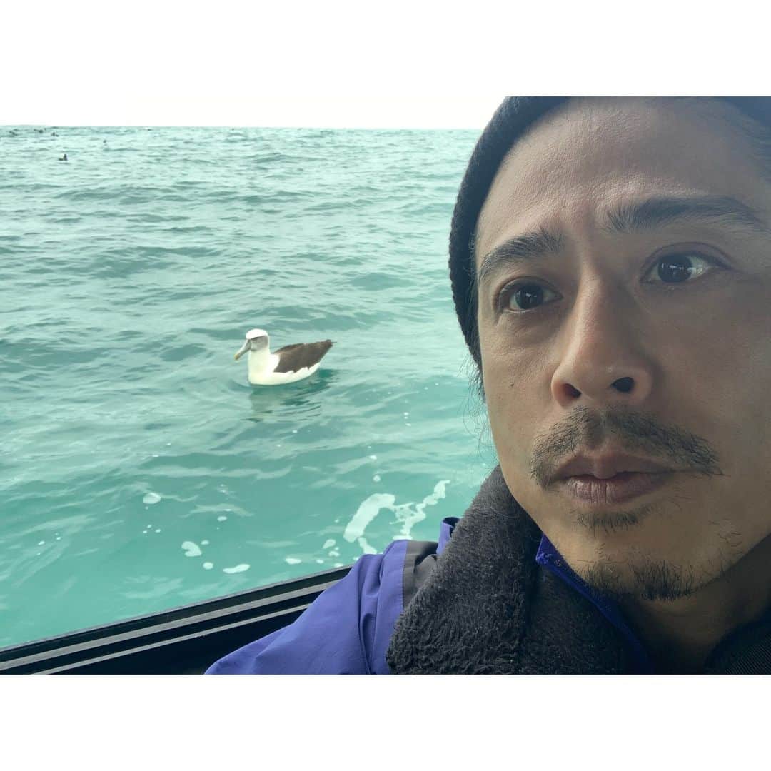 のインスタグラム：「. お久しぶりです！ めちゃくちゃ大きい海鳥に出会いました。 ハジロアホウドリです。 皆さんお元気ですか？私は絶好調です！ナ。」