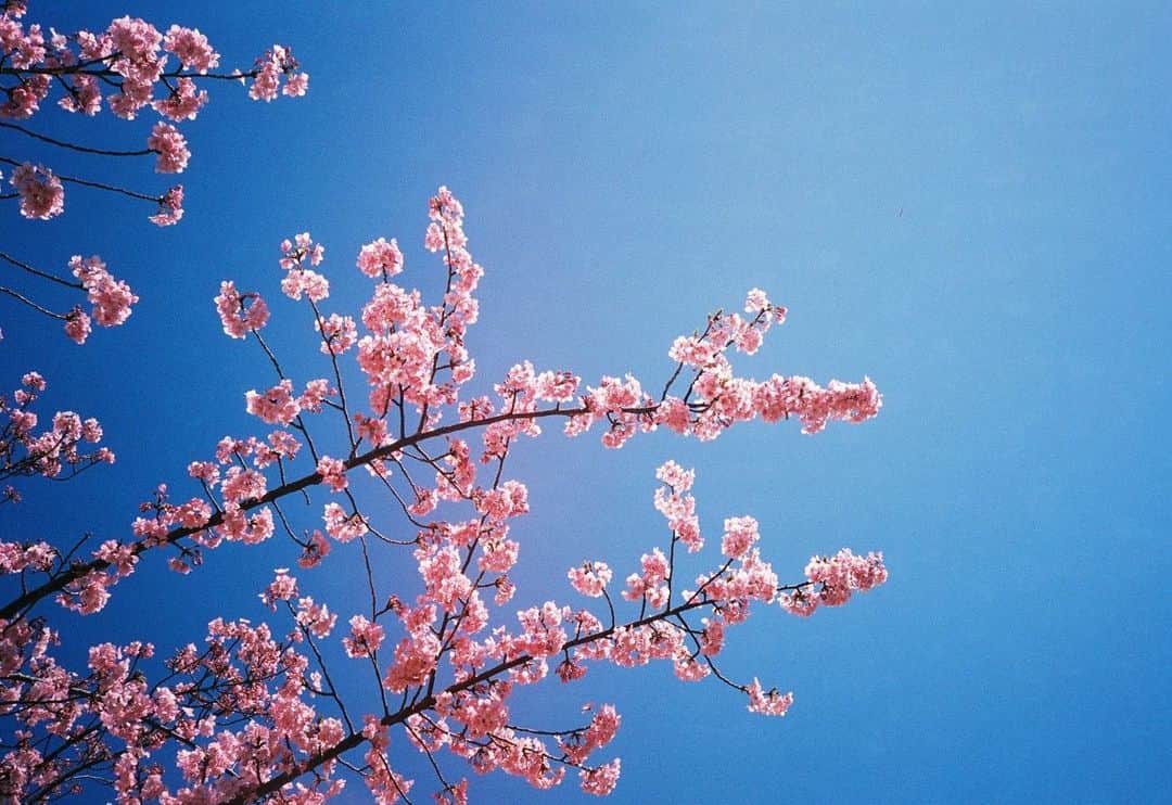 森本奈緒さんのインスタグラム写真 - (森本奈緒Instagram)「春から初夏。 #orympusxa2」7月9日 15時32分 - naomorimoto