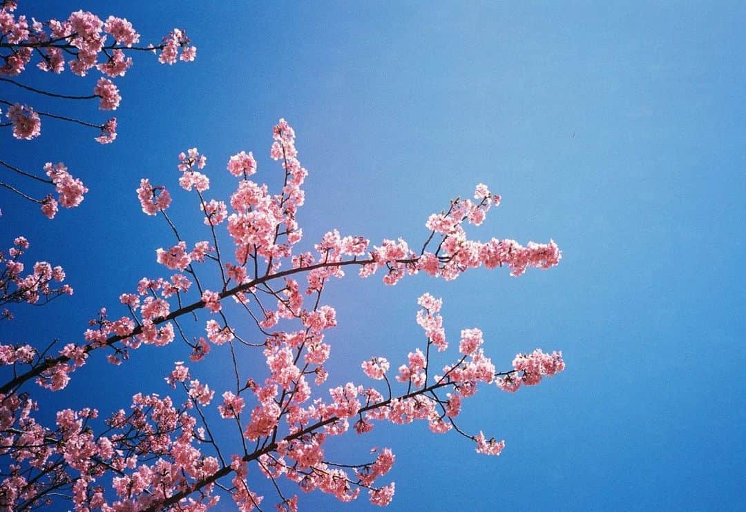 のインスタグラム：「春から初夏。 #orympusxa2」