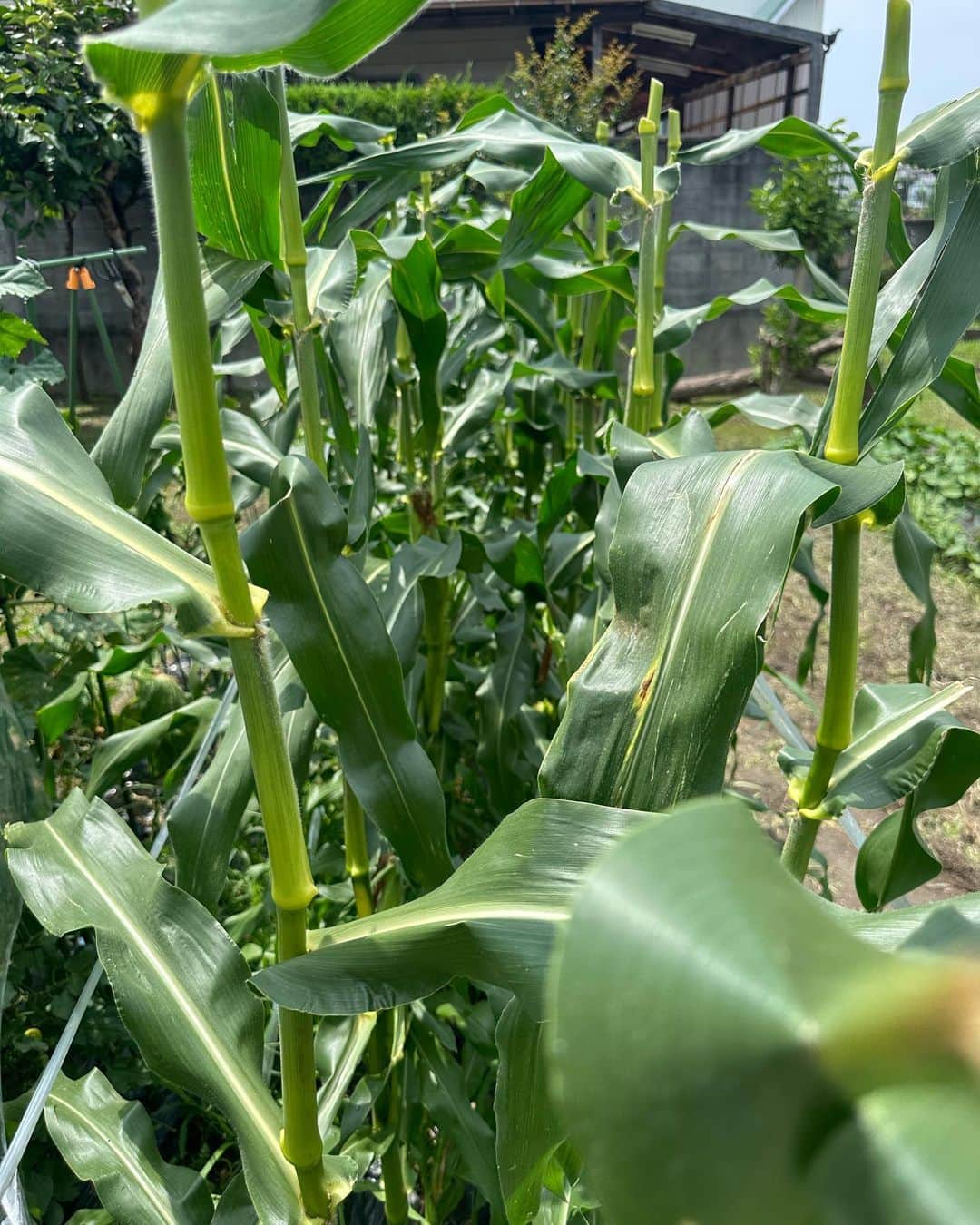 HIROさんのインスタグラム写真 - (HIROInstagram)「今日の第１畑😋  収穫して直ぐにパクッと・・・美味い🥰  #家庭菜園 #とうもろこし #トウモロコシ #収穫 #美味い #和歌山 #安田大サーカスHIRO」7月9日 15時49分 - hiro19770420