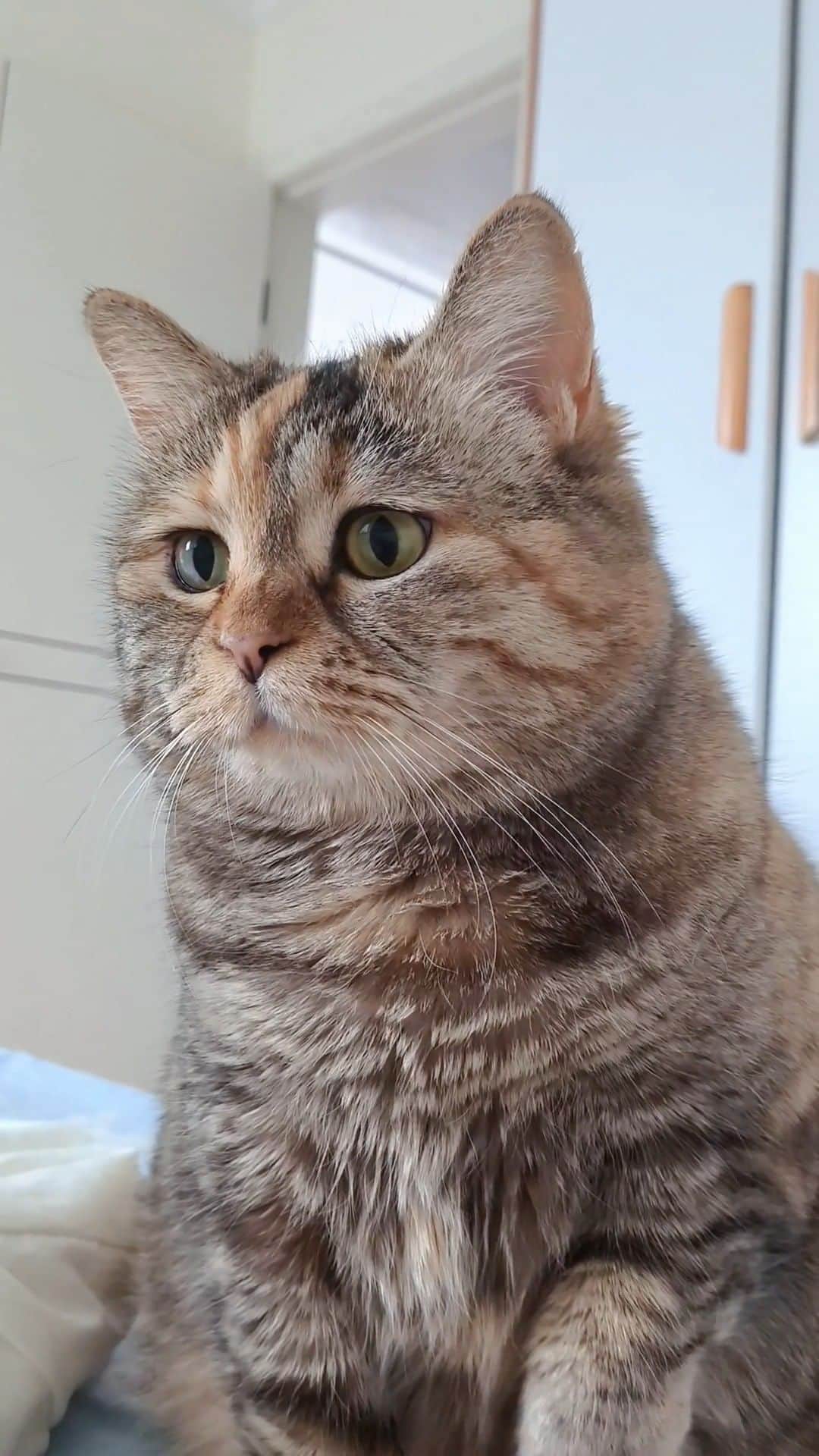 Aww Clubのインスタグラム