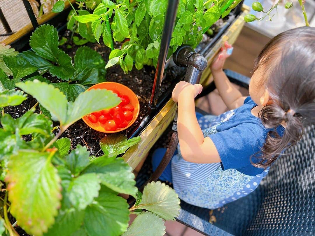 吉木りささんのインスタグラム写真 - (吉木りさInstagram)「我が家の家庭菜園、ミニトマトが大量に育ったので収穫係は娘に🍅☺️☀️⠀ 自ら切ってくれてサンキュー😂（取っておくつもりだったけどサンキュー😂）⠀ とりあえずパスタに使おうか〜🍝」7月9日 8時40分 - risayoshiki0727
