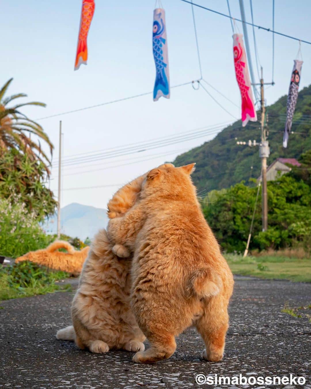 simabossnekoさんのインスタグラム写真 - (simabossnekoInstagram)「・ ㊗️Threads開設🎉  島猫スペシャルセレクション❣️ Island cats special selection✨ Swipeしてね←←←←🐾  「Threads」の投稿も是非ご覧ください😸🐾 I started "Threads" Please see those posts too.  ・ #しまねこ #島猫 #ねこ #にゃんすたぐらむ #猫写真 #cats_of_world #catloversclub #pleasantcats #catstagram #meowed #ig_japan #lumixg9」7月9日 8時54分 - simabossneko