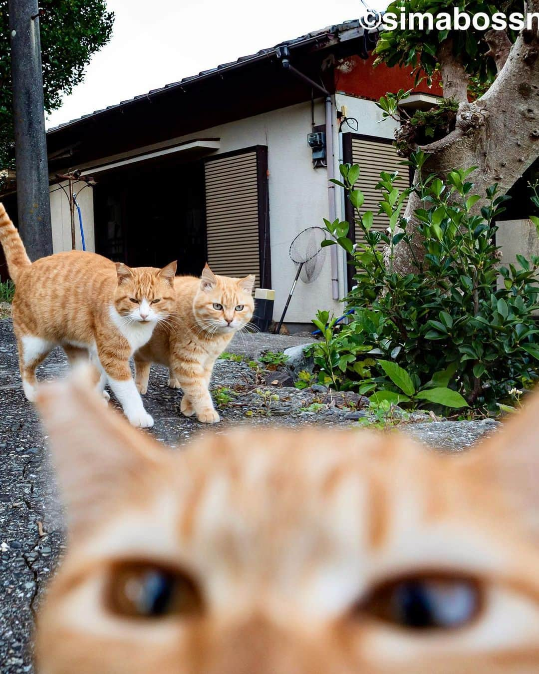 simabossnekoさんのインスタグラム写真 - (simabossnekoInstagram)「・ ㊗️Threads開設🎉  島猫スペシャルセレクション❣️ Island cats special selection✨ Swipeしてね←←←←🐾  「Threads」の投稿も是非ご覧ください😸🐾 I started "Threads" Please see those posts too.  ・ #しまねこ #島猫 #ねこ #にゃんすたぐらむ #猫写真 #cats_of_world #catloversclub #pleasantcats #catstagram #meowed #ig_japan #lumixg9」7月9日 8時54分 - simabossneko