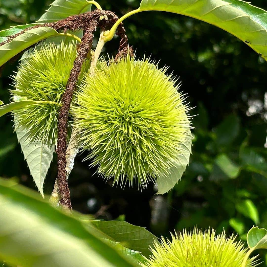 松村太郎さんのインスタグラム写真 - (松村太郎Instagram)「青栗🌰  #ShotiniPhone #栗 #chestnut」7月9日 8時58分 - taromatsumura