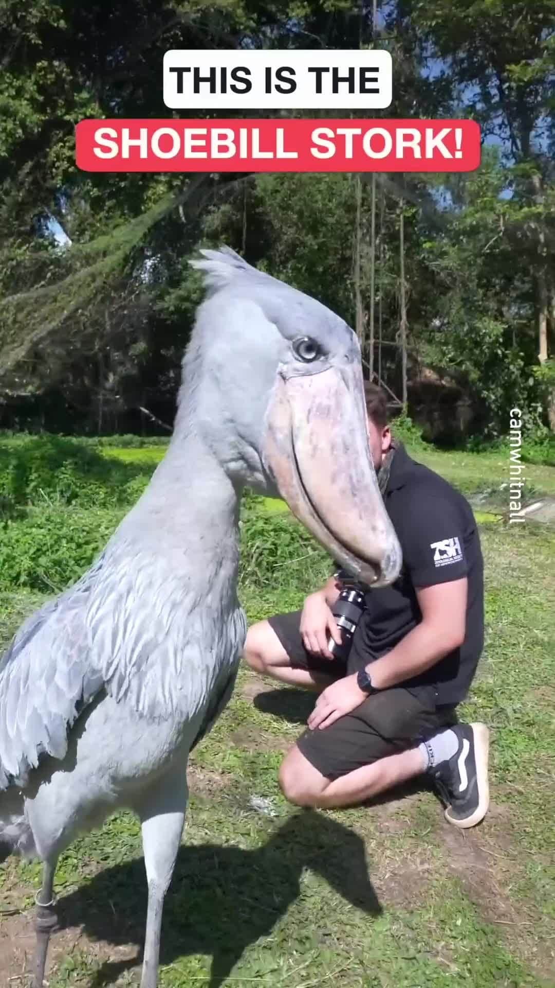 のインスタグラム：「Zelda loftwing bird 📹 @camwhitnall - #shoebillstork #dinosaur #9gag」