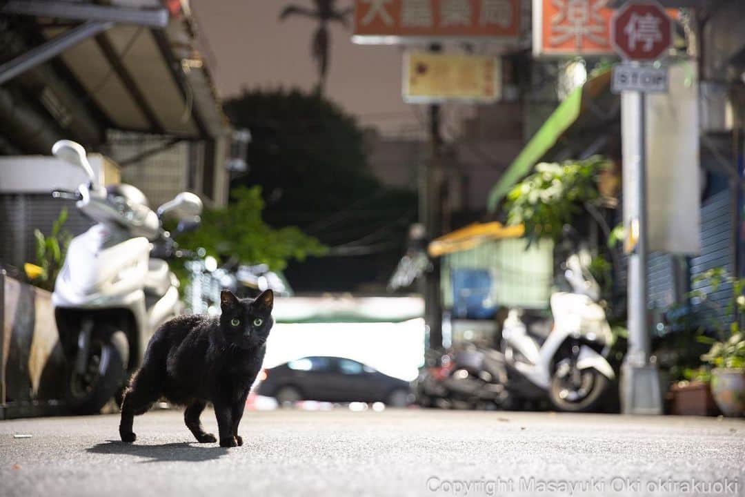 Masayukiのインスタグラム：「台湾の夜。  #cat #ねこ #夜にゃん #猫 #東京カメラ部 #nekoclub  #mmgtw #my_eos_photo  #yourshotphotographer」
