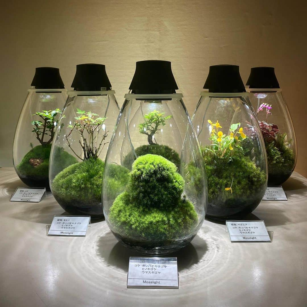 Mosslight-LEDさんのインスタグラム写真 - (Mosslight-LEDInstagram)「Mosslight  #mosslight #モスライト  #terrarim#テラリウム #moss#苔#コケ#paludariums #パルダリウム #terrariums#terariums #terariumdesign #terrariumsdesigns#lightart」7月9日 10時16分 - mosslight1955