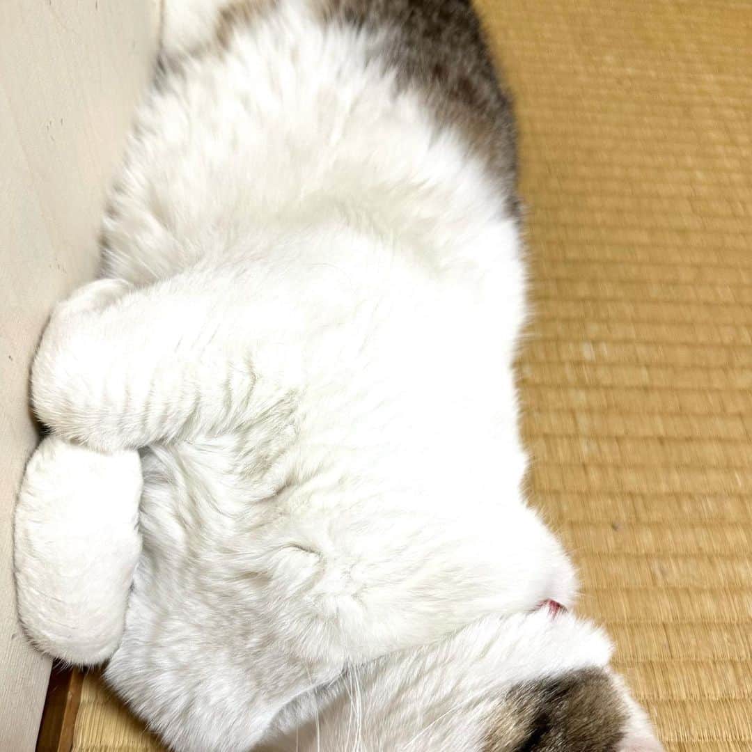 やふさんのインスタグラム写真 - (やふInstagram)「白くなったんですよ、本当に . #cat #neko #catlovers #catsofinstagram #catstagram #instacat #猫 #ねこ #ネコ #保護猫 #京太」7月9日 10時27分 - kyafy